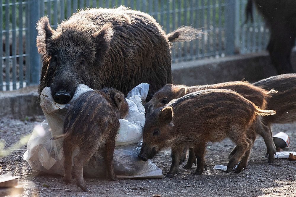 A large boar and several piglets rummage through a trash bag