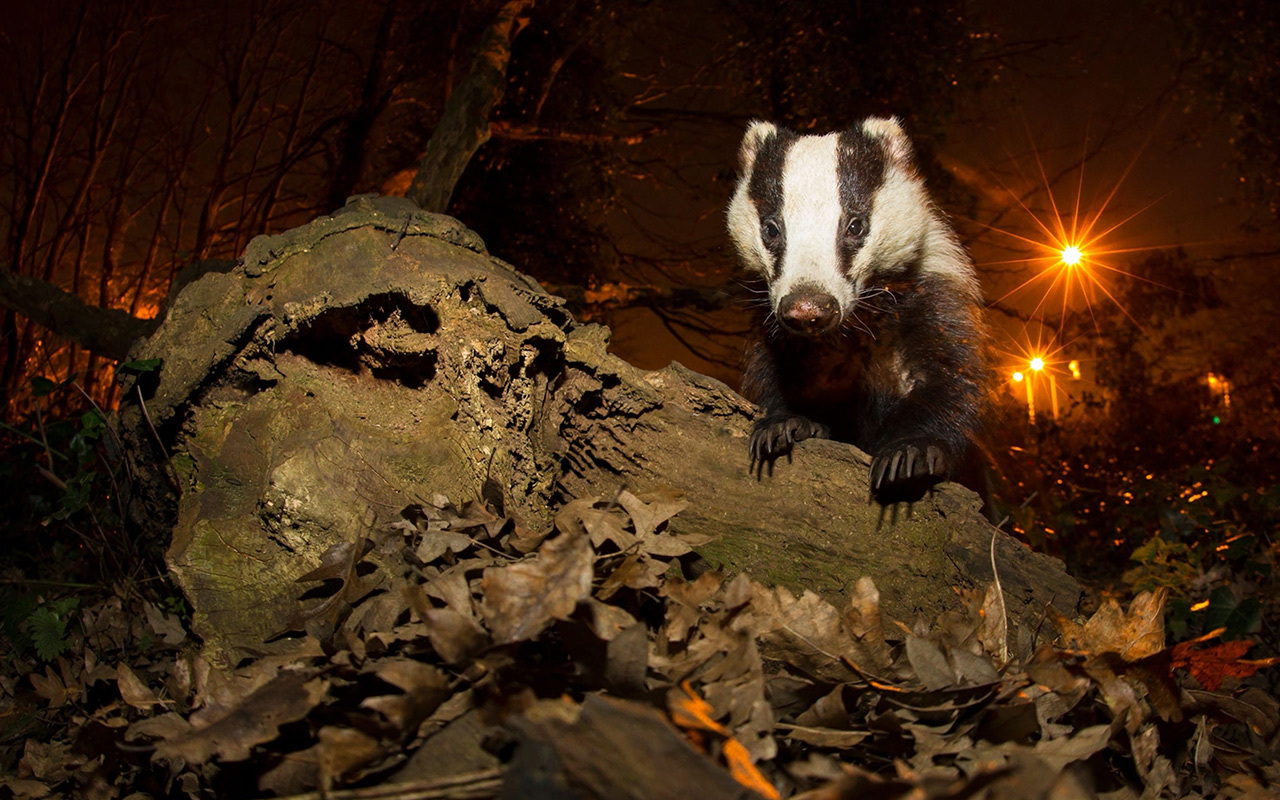 A European badger, Britain’s largest surviving terrestrial carnivore, explores London. In the English countryside, a debate rages over the role of badgers in spreading of bovine tuberculosis to cattle.