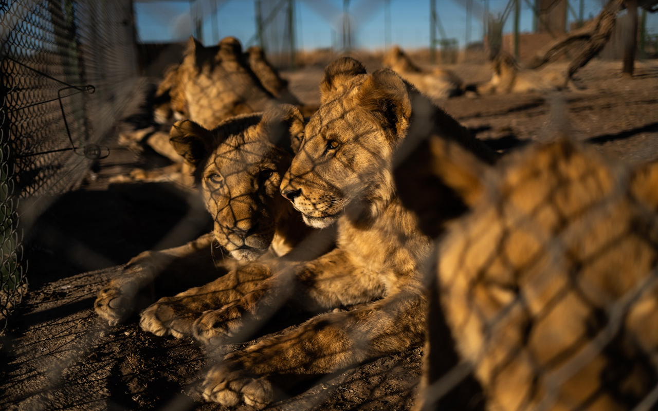 n 2019, several lions at Pienika Farm, in North West Province, were found to have mange and be suffering from malnutrition and neglect. The animals were owned by Jan Steinman, who at the time was listed as a council member of the South African Predator Association. Animal welfare advocates said this was not an isolated incident—lions were suffering at many of the more than 250 such farms around the country.