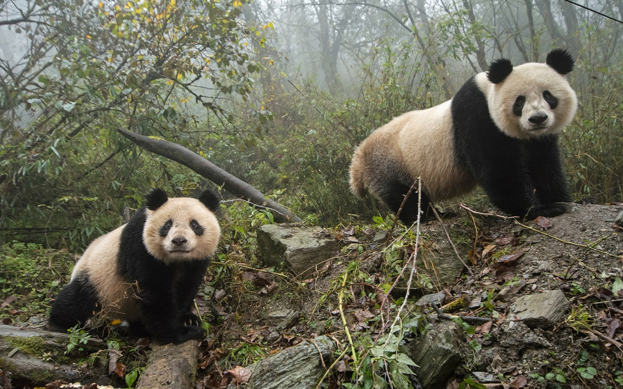 A captive giant panda and her cub explore their enclosure at the Wolong China Conservation and Research Center in Sichuan Province.