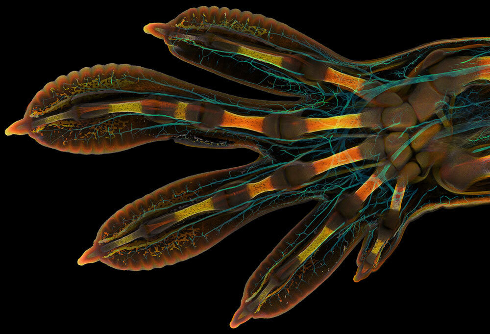A microscopic picture of a gecko hand
