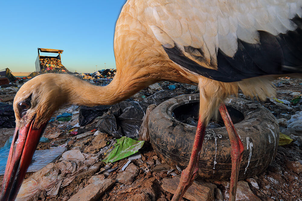 A picture of a stork poking around an open landfill