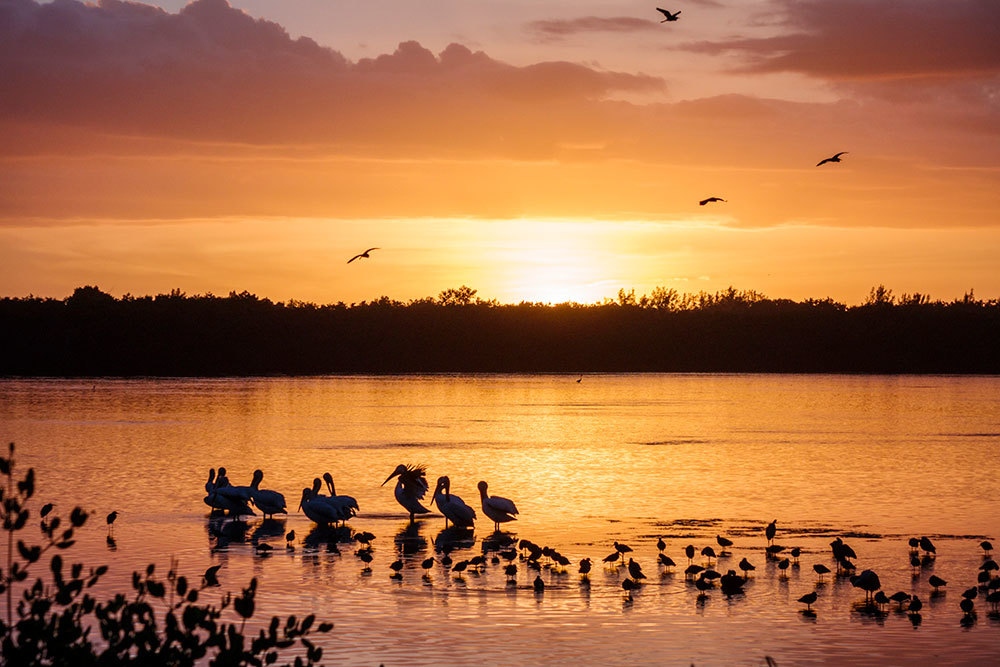A picture of birds wading in the water at sunset