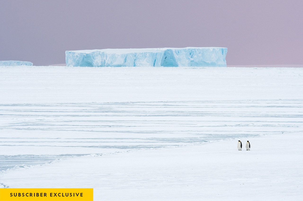 In the autumn the penguins begin their roughly six-mile journey from the ocean to their Atka Bay breeding grounds. But the warming climate is defrosting the sea ice they need to find mates, breed, and raise chicks.