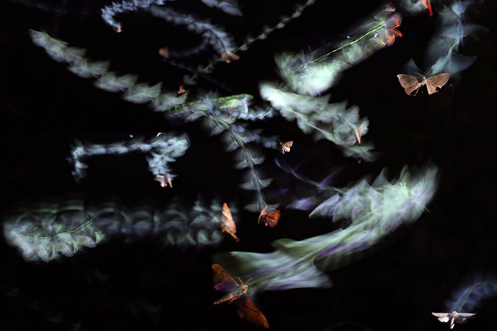 A composited photograph using both flash and long exposure to leave the ghostly impression of insect flight paths in Monteverde, Costa Rica.