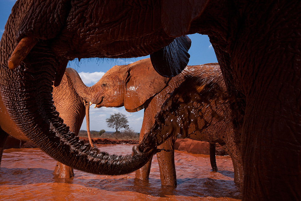 An elephant is framed by the circular motion of another