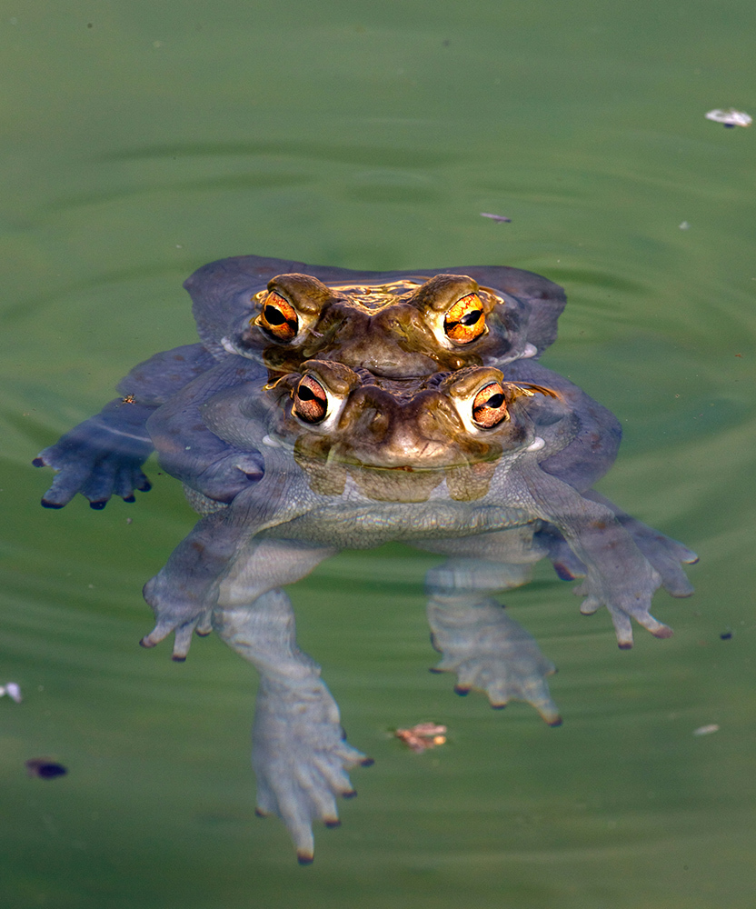 Two toads on top of each other in water