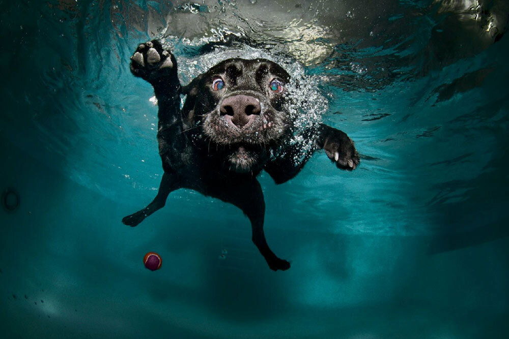 a retriever chasing a tennis ball underwater