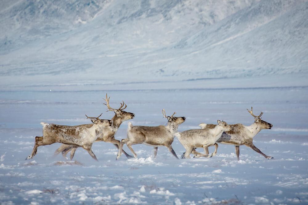 A group of caribou moves easily over snow.