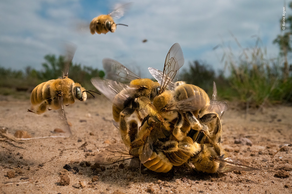 Bees swarm together in a ball on the ground