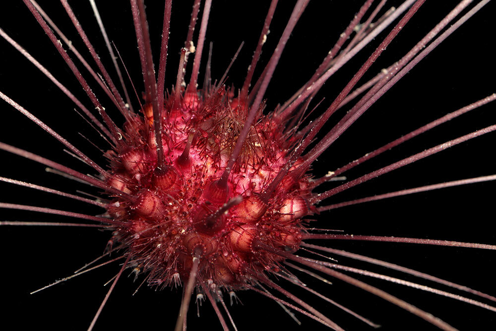 a sea urchin