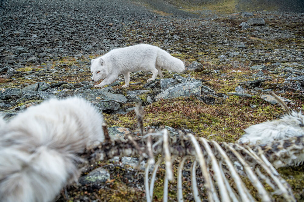 An arctic fox