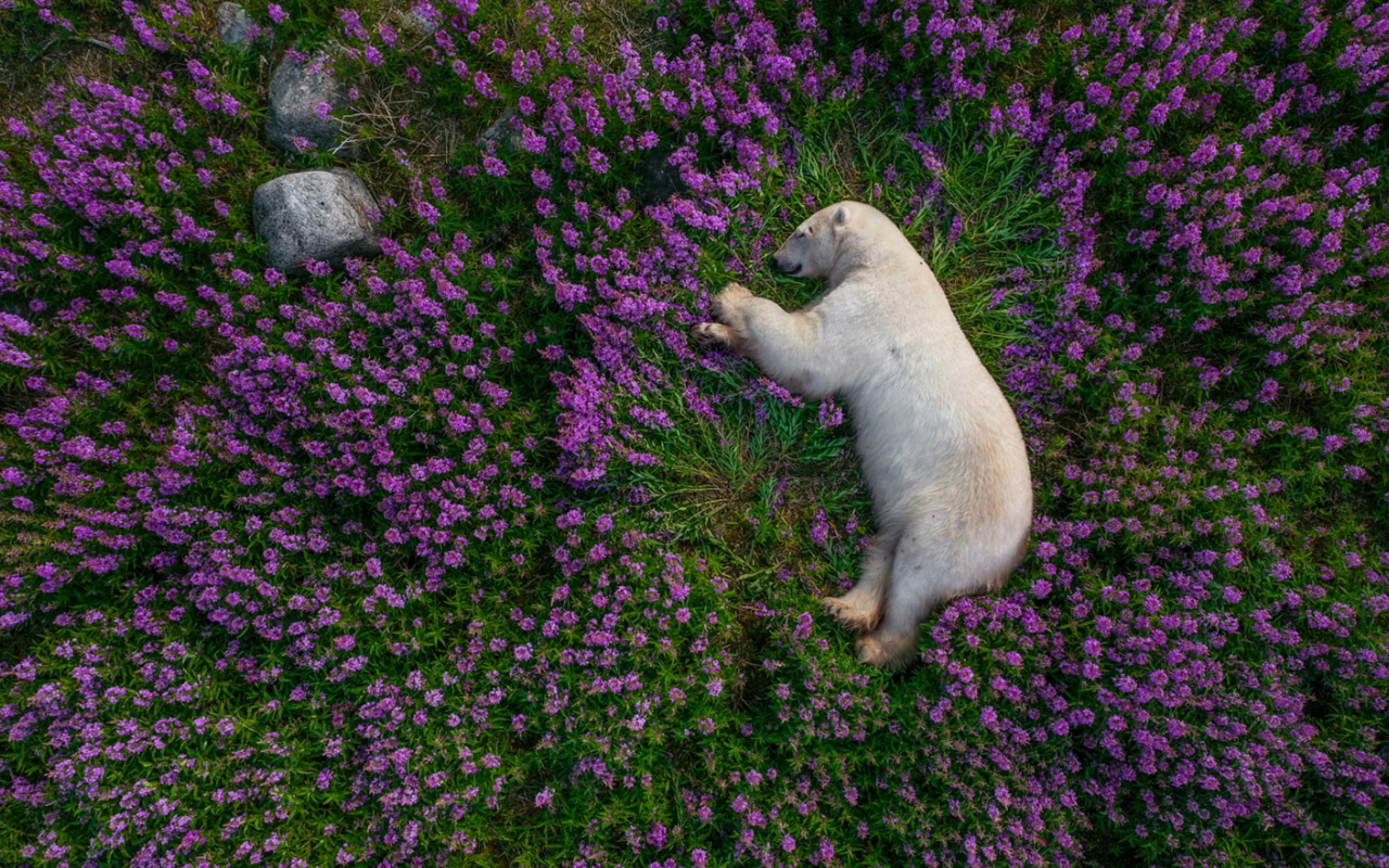 Even as a drone hovered above to get this shot, a large male polar bear that photographer Martin Gregus, Jr., calls Scar never stirred in this bed of fireweed.