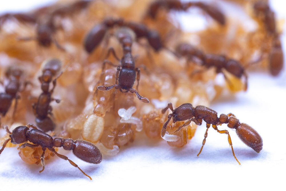 A picture of ants, pupae, and larvae.