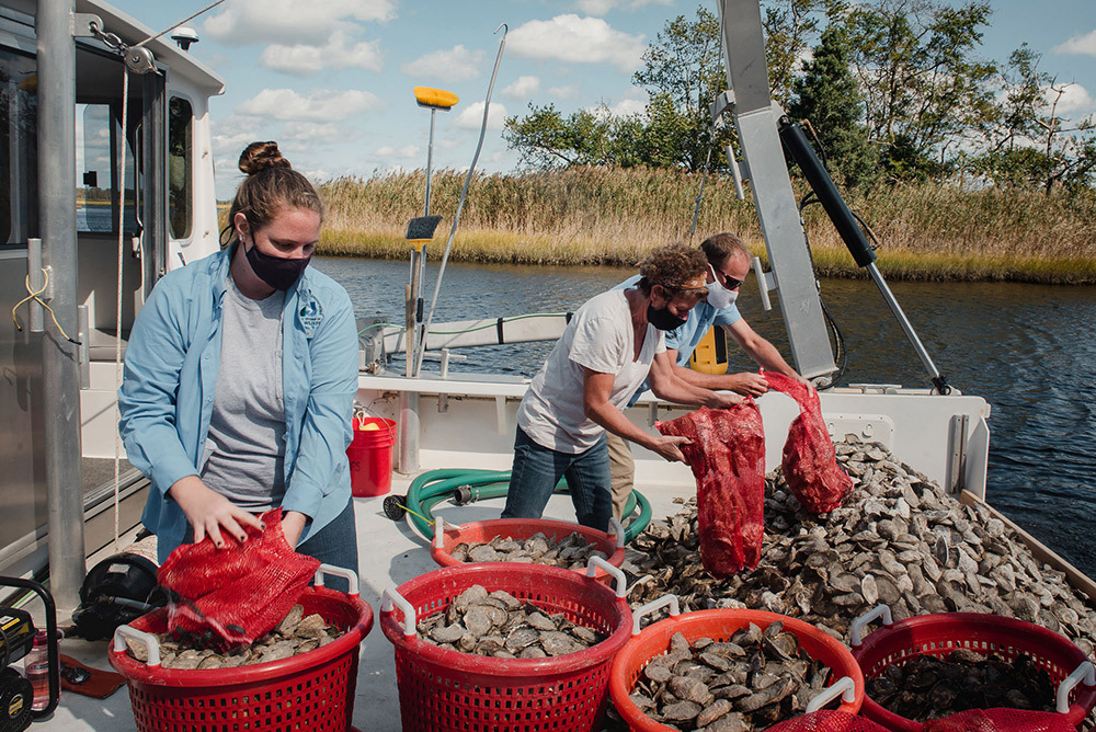 Megan Kelly, Lisa Calvo, a marine scientist at Rutgers University, and Steve Evert, who runs the marine field station at Stockton University, empty bags of oysters on a boat in Port Republic, N.J.