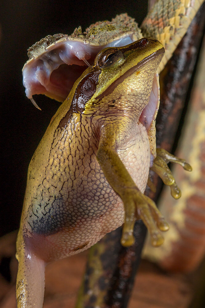 A snake holds a frog in its mouth