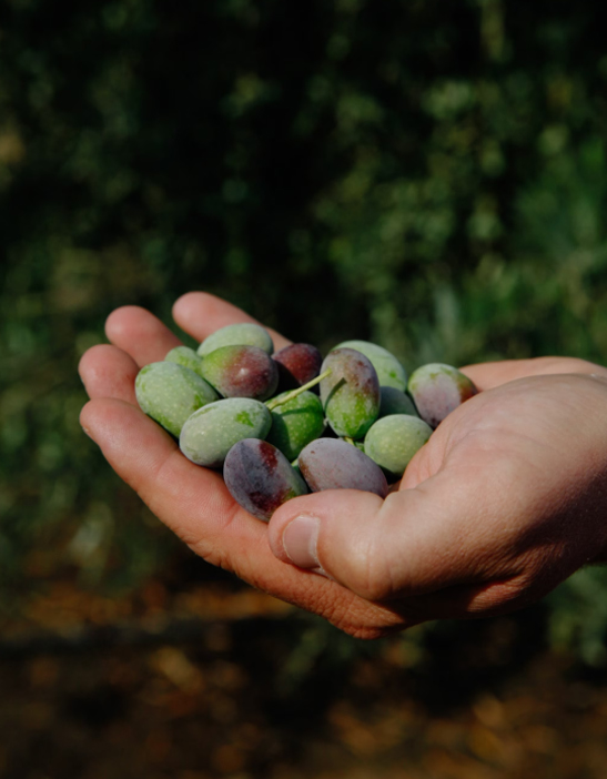 The juice from the olive fruit yields the healthiest cooking oil of all. Here farm manager Jim Etters holds Frantoio olives plucked from a grove in Seka Hills in Brooks, California.  