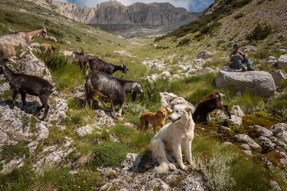 A dog with white fur in the foreground and a dog with auburn fur strand a hilly grounds with goats.