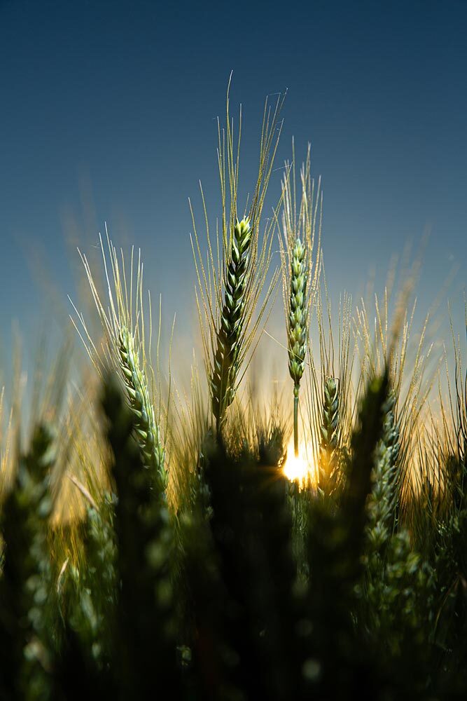 a closeup of wheat stalks