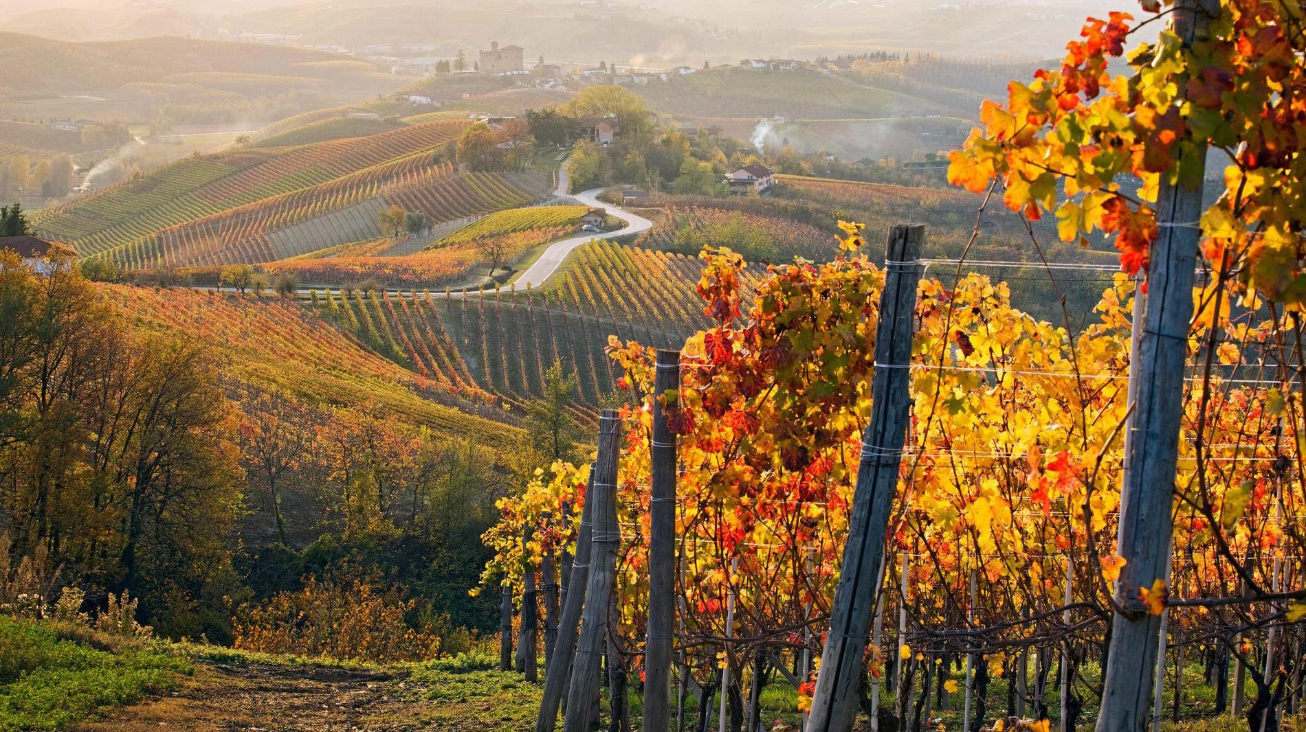 Bright gold and red leaves cover the scenic vineyards of Piedmont, Italy.