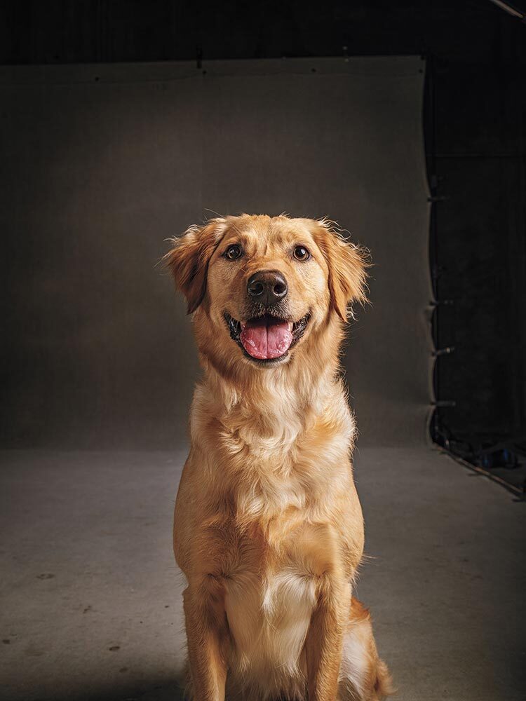 Tilly, a golden retriever and lab mix