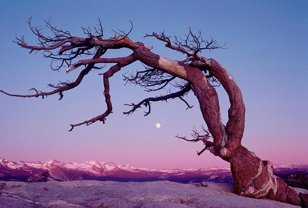 This dead and wind-battered Jeffery pine atop Yosemite’s Sentinel Dome, made famous by Ansel Adams, finally toppled in 2003