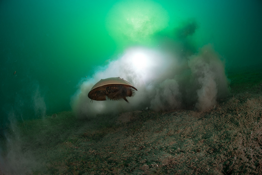 A horseshoe crab swimming along the sea floor, turning over muddy sediment.