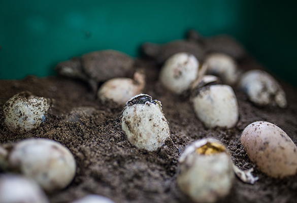 Inside a homemade incubator room in the village of Cotocá Arriba, Córdoba, a critically endangered Magdalena river turtle takes its first look at the world as it emerges from its shell.