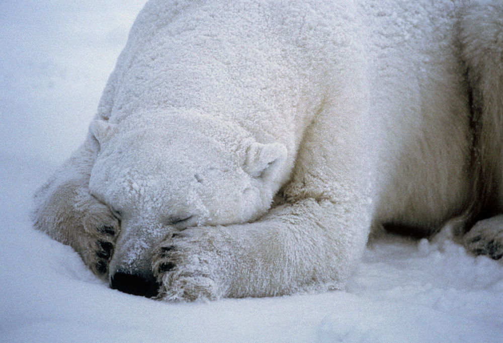 A polar bear in Canada