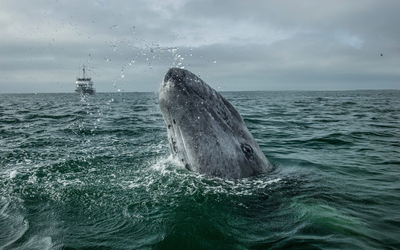 A gray whale “spyhops,” a vertical position that allows the whale to check out its surroundings,