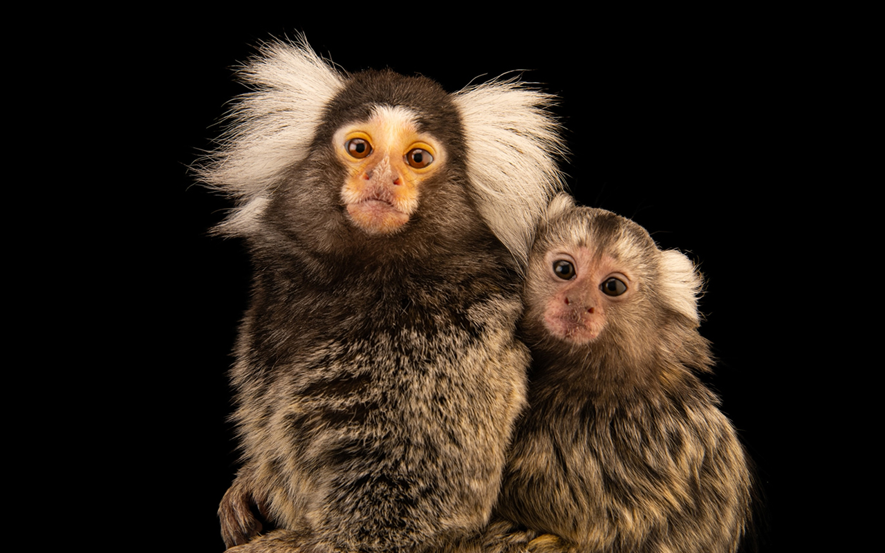 Common marmosets (captive animals at the University of Nebraska in Omaha) are known for being highly vocal.