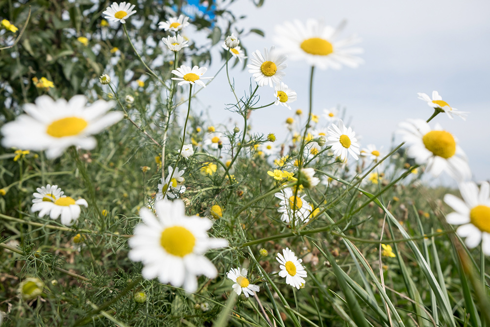 Wild chamomile flowers.