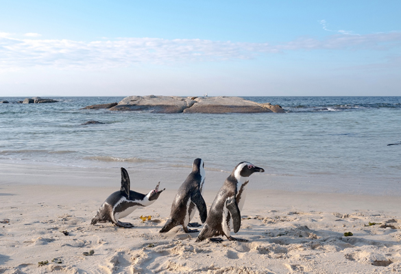 The African penguin is more endangered than the white rhino, and it potentially faces extinction in just 15 years.