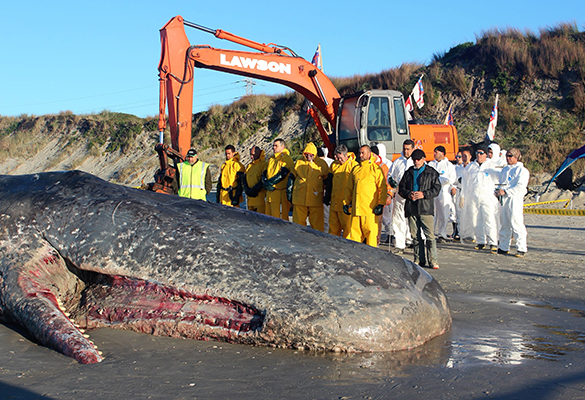 Hori Parata (black jacket) leads a prayer before he and his crew begin to flense a dead sperm whale on the beach at Ruakaka, in northern New Zealand.
