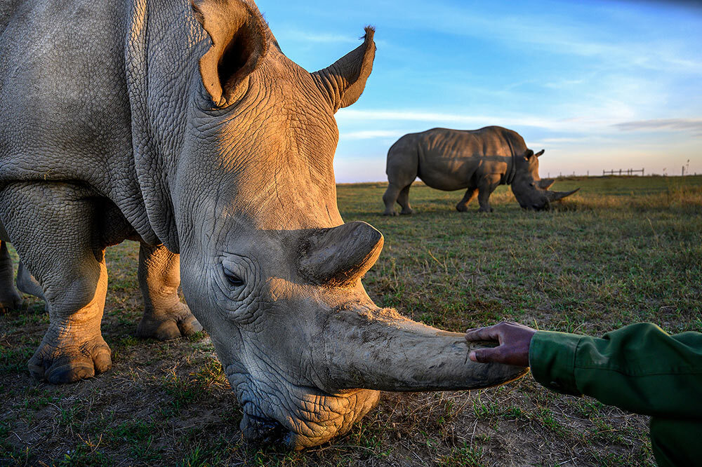 Fatu, one of the last two northern white rhinoceros on Earth, rests on the savannah of Kenya's Ol Pejeta Conservancy. Northern white rhinos once roamed much of Africa, but widespread poaching ​and habitat loss has ​brought them to the razor's edge of ​extinction.