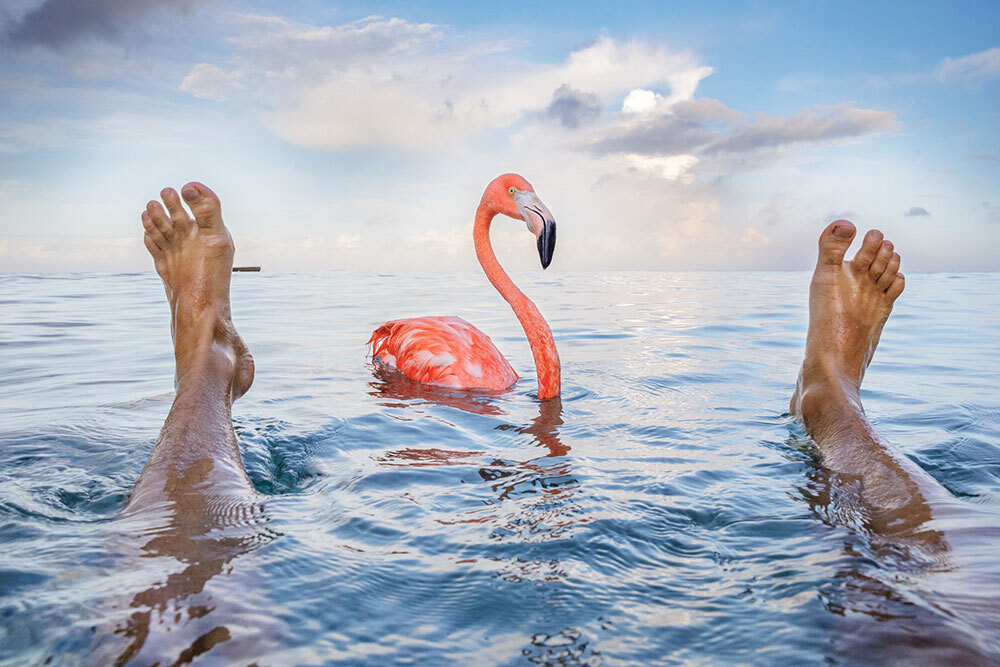 A picture of a flamingo floating between a person's feet