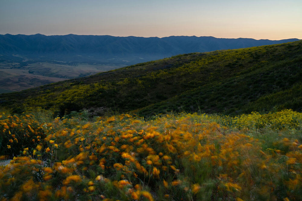 a superbloom in California