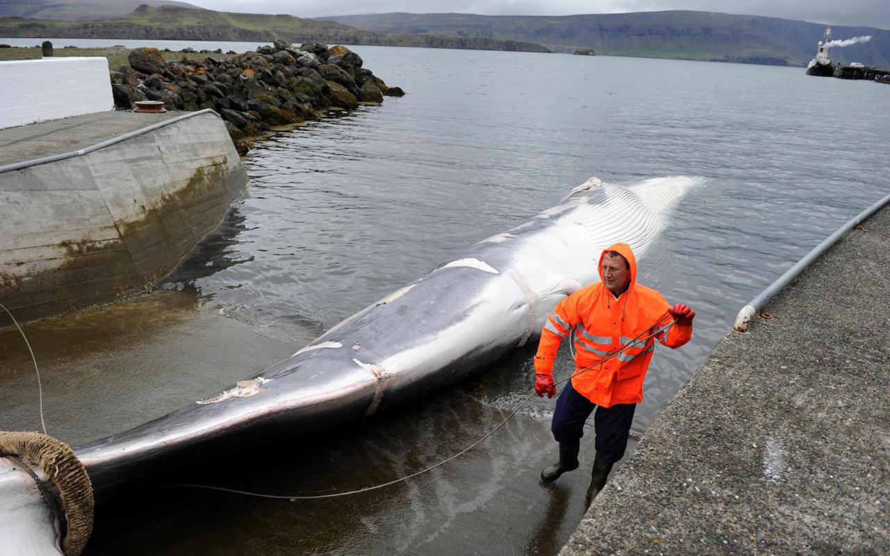 The first fin whale of the 2013 whaling season is brought in to Hvalfjord, Iceland, just outside of Reykjavik. The country's two whaling companies will not hunt this year, and possibly ever again.