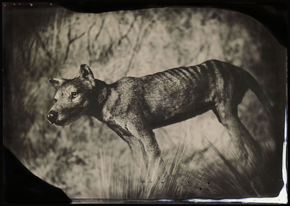 Tasmanian tiger