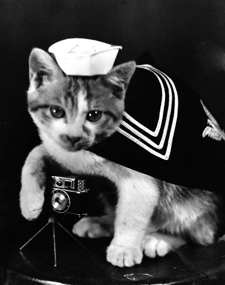 a kitten wears a Navy uniform