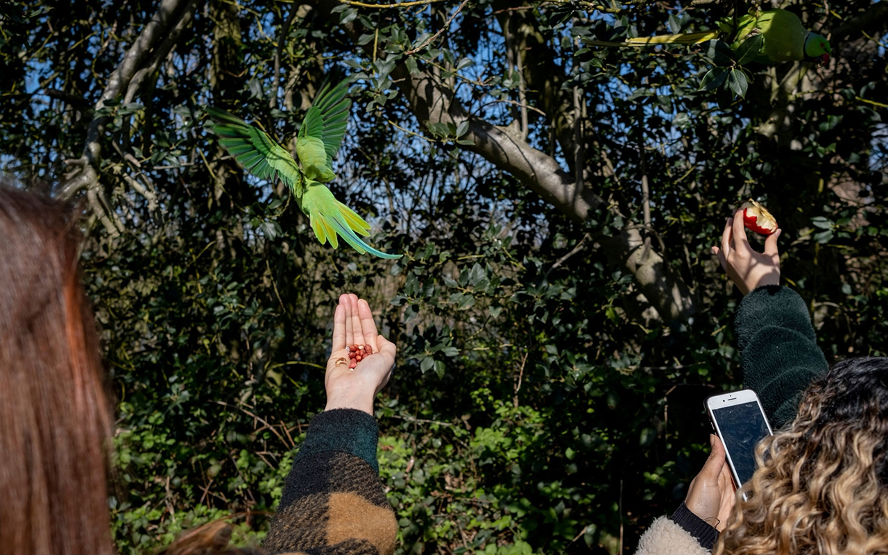 Park visitors offer food to ring-necked parakeets in Kensington Park, London.