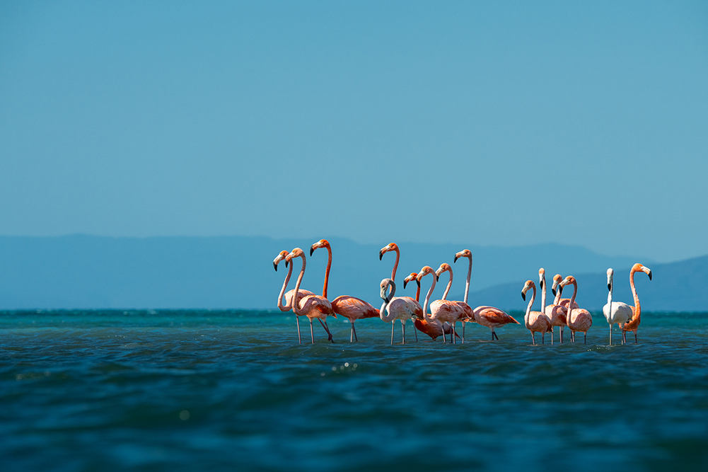 Wild flamingo population in Los Corbanitos beach, Sabana Bury. A group of 41 animals was spotted in the area and is known for moving daily from the Salinas de Bani to Los Corbanitos