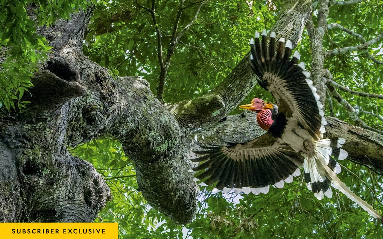 In a forest in southern Thailand, a male helmeted hornbill approaches a tree where his mate and chick have been sequestered for months, relying on him to bring food.