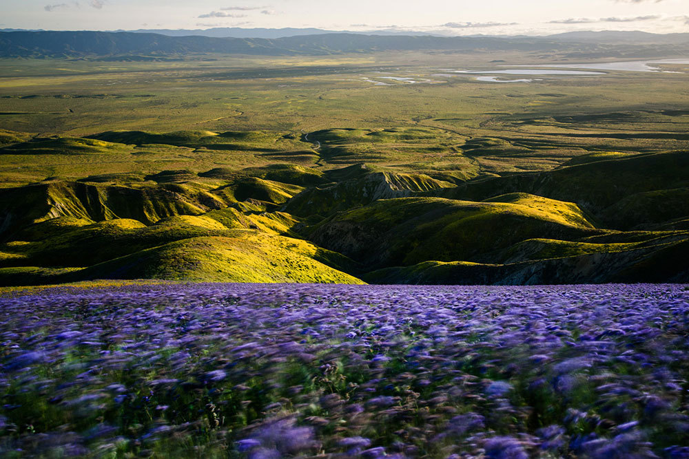 A photo of a field of purple flowers with mountains in the background