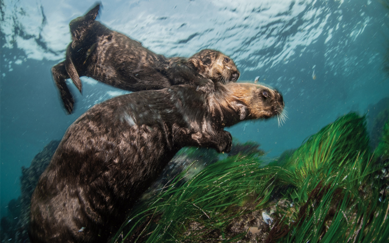 While their mothers feed together from a shallow mussel bed in Monterey Bay, staying close enough to keep a watchful eye, these two pups meet for a playdate: They cavort, chase each other, and take turns giving shoulder rides. 