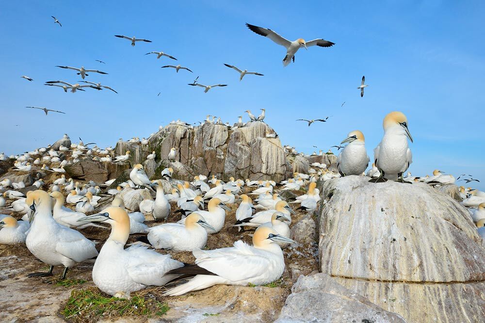 Birds perched on rocks and in the sky why and yellow feathers under blue sky.