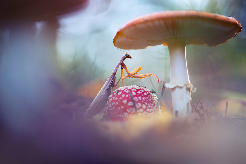 Mantis under large mushroom umbrella.