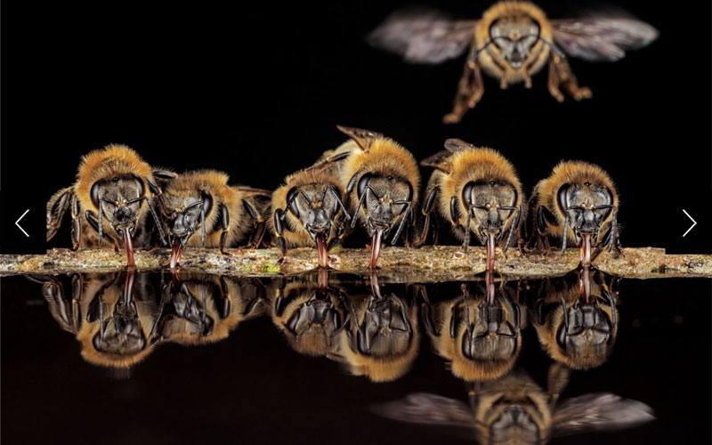 Bees arrive at their nest in a tree cavity created and long since abandoned by a black woodpecker.