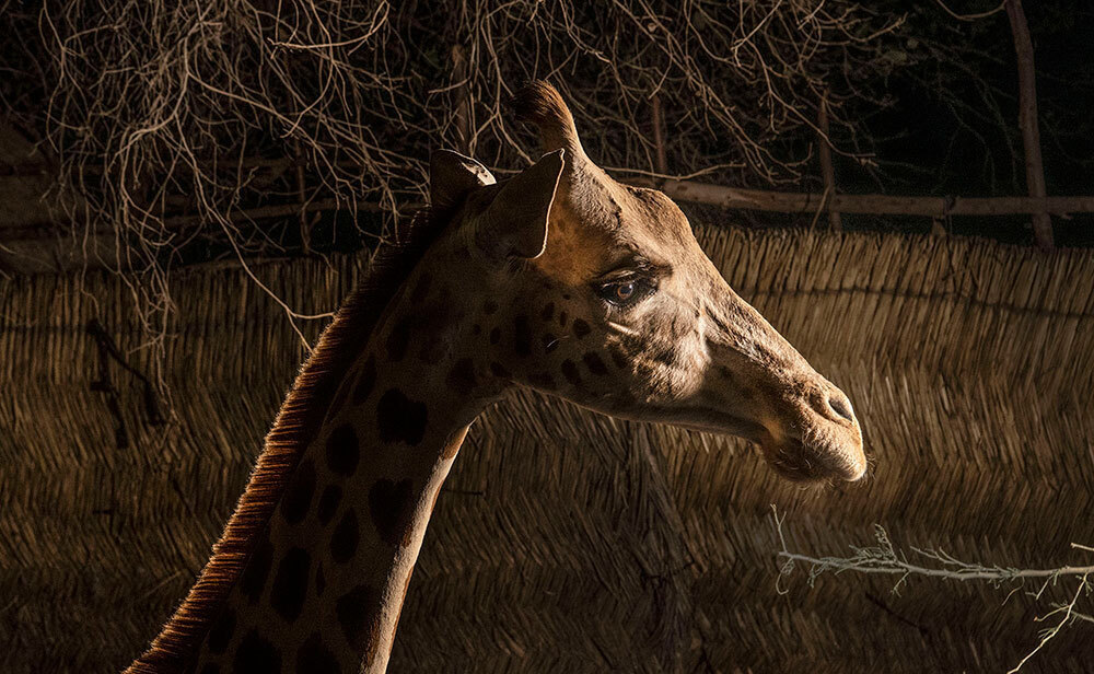 A portrait of a giraffe