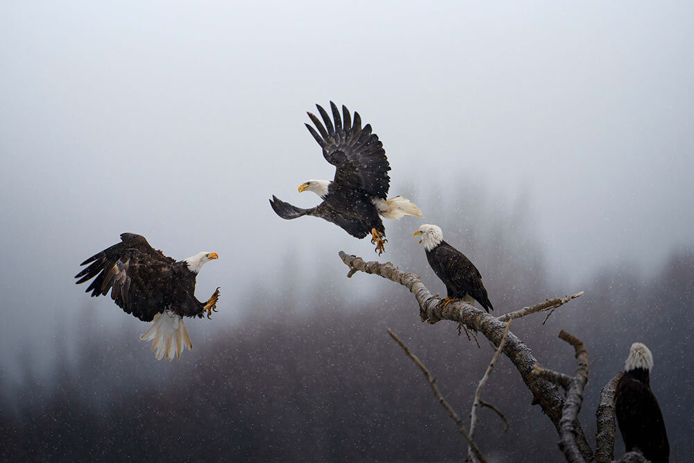 four bald eagles